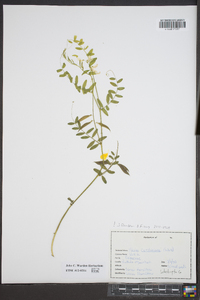 Vicia caroliniana image