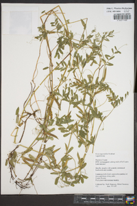 Vicia sativa subsp. nigra image