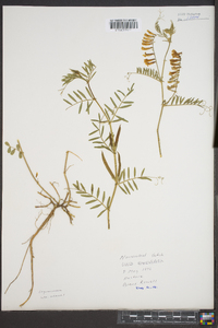 Vicia sativa subsp. nigra image