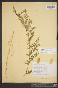 Vicia villosa subsp. varia image