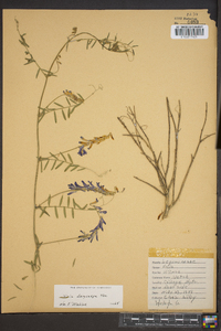 Vicia villosa subsp. varia image