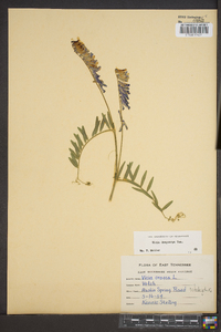 Vicia villosa subsp. varia image