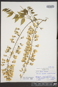 Wisteria sinensis image