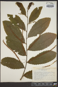 Castanea dentata image