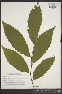 Castanea dentata image