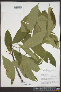 Castanea dentata image