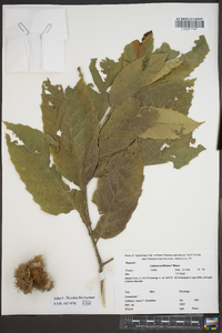 Castanea mollissima image