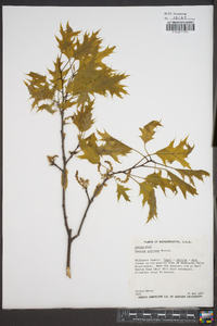 Quercus coccinea image