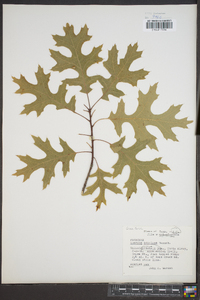 Quercus coccinea image