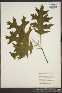 Quercus coccinea image