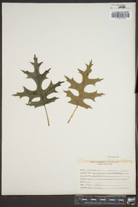 Quercus coccinea image