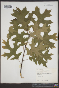 Quercus coccinea image