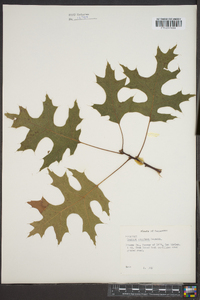 Quercus coccinea image