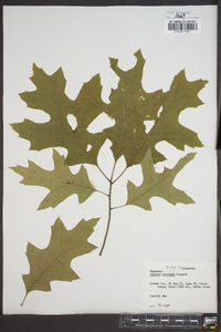 Quercus coccinea image