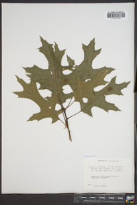 Quercus coccinea image