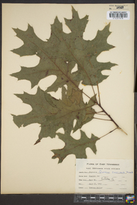 Quercus coccinea image