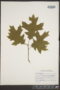 Quercus coccinea image