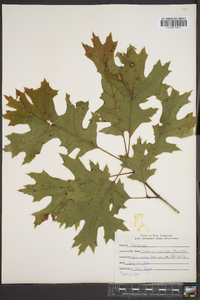 Quercus coccinea image