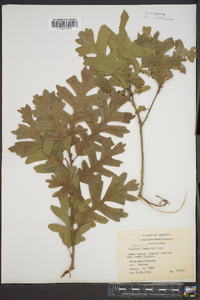 Quercus gambelii image