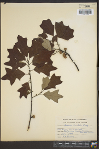 Quercus ilicifolia image