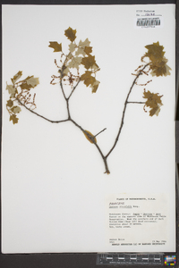 Quercus ilicifolia image