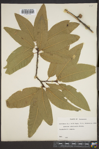 Quercus imbricaria image