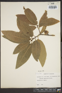 Quercus imbricaria image