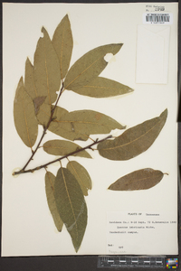 Quercus imbricaria image