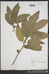 Quercus imbricaria image