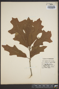 Quercus lyrata image