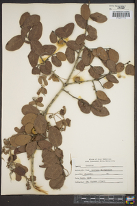 Quercus myrtifolia image