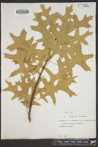 Quercus palustris image