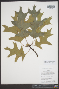 Quercus palustris image