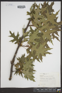 Quercus palustris image