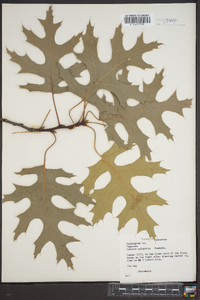 Quercus palustris image