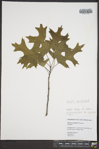 Quercus palustris image
