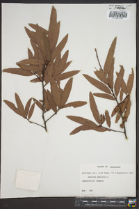 Quercus phellos image