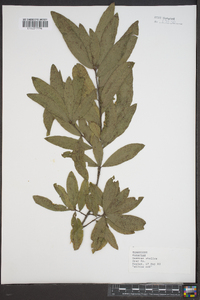 Quercus phellos image