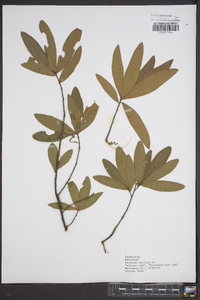 Quercus phellos image