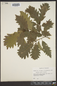 Quercus × saulii image