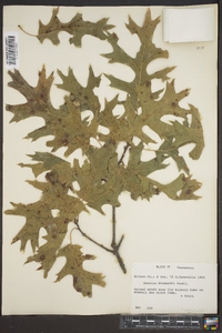 Quercus shumardii image