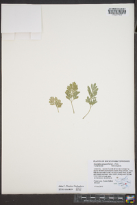 Capnoides sempervirens image