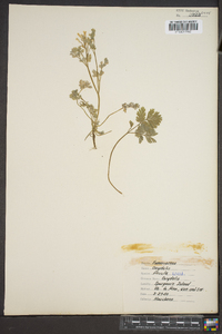 Corydalis flavula image