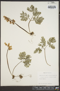 Dicentra canadensis image