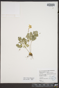 Dicentra cucullaria image