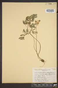 Dicentra cucullaria image