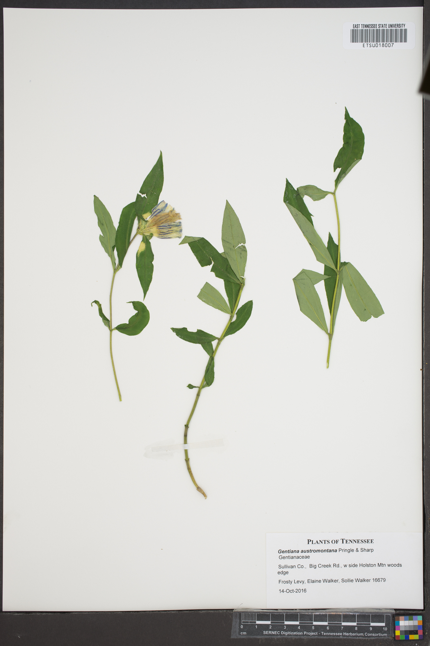 Gentiana austromontana image