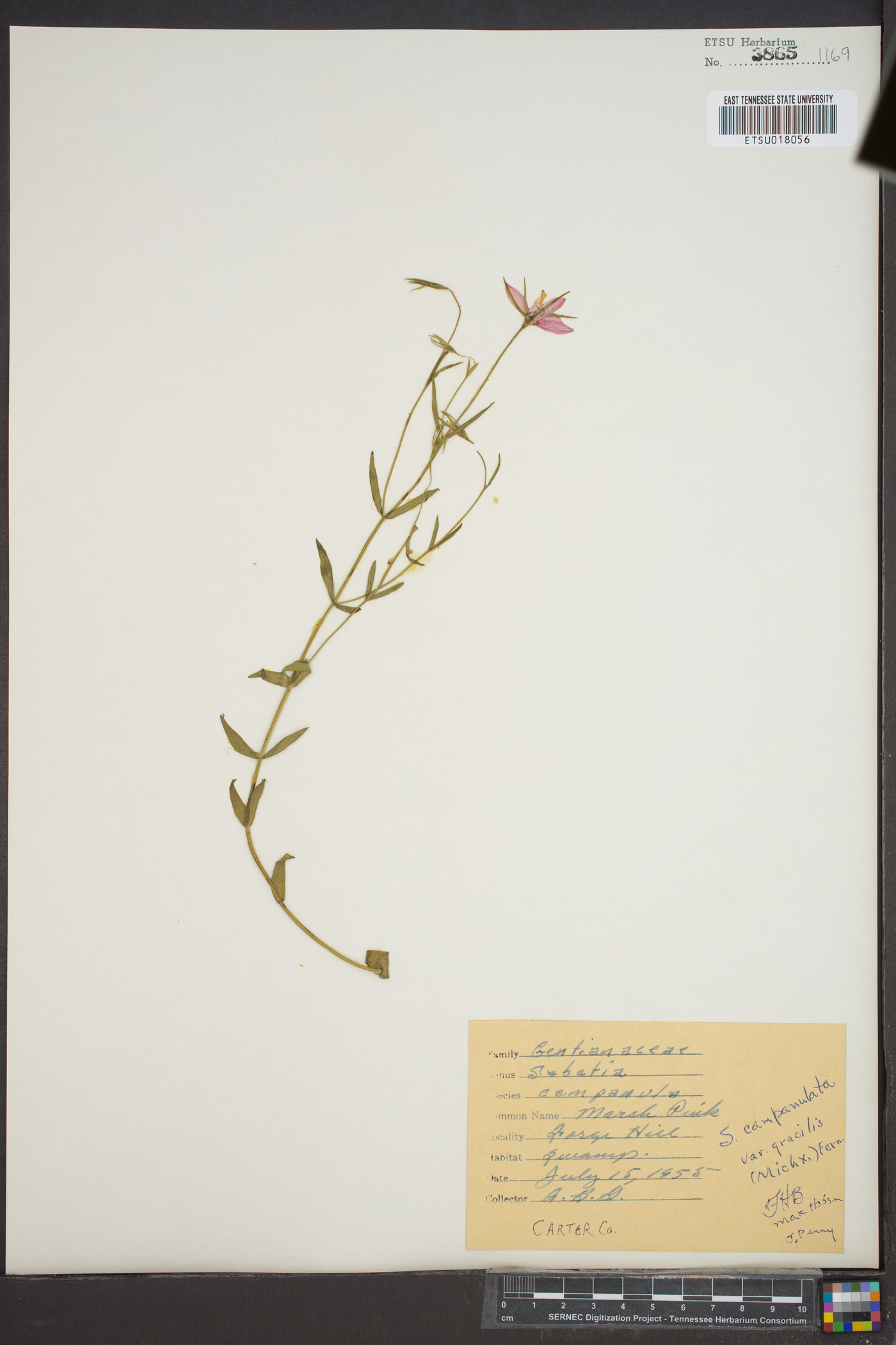 Sabatia campanulata var. gracilis image