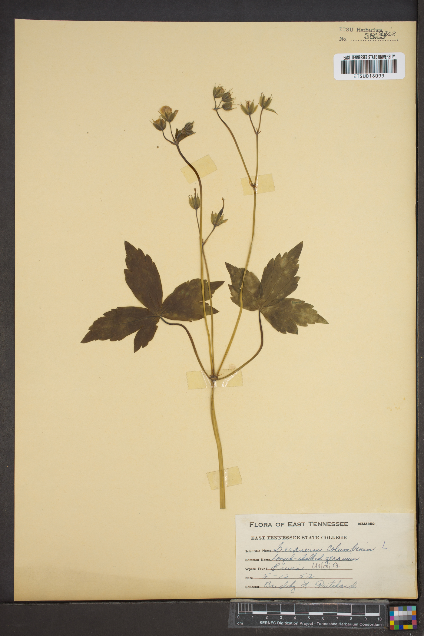 Geranium columbinum image