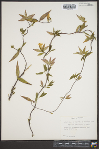 Gelsemium sempervirens image